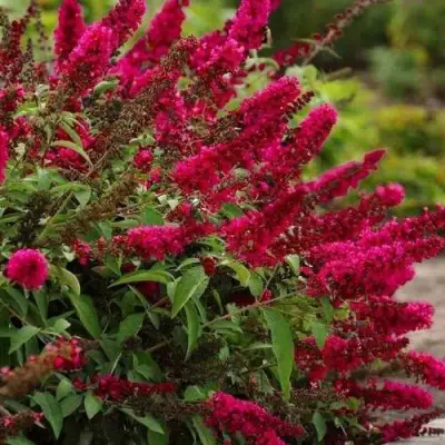 Буддлея давида РОЯЛ РЕД в Речице