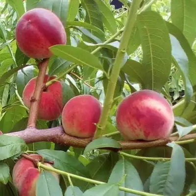 Персик КИЕВСКИЙ РАННИЙ в Речице