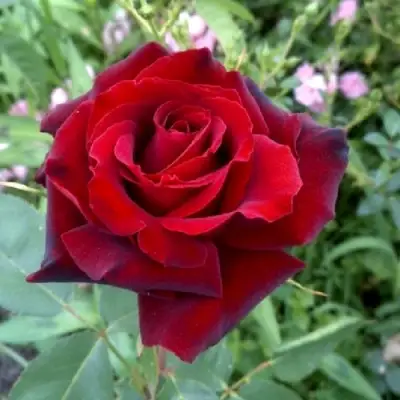 Роза ТАБУ чайно-гибридная в Речице