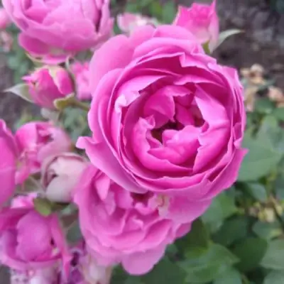 Роза МИСТИ БАБЛС спрей в Речице