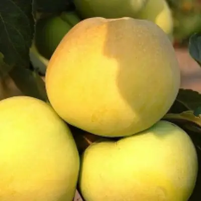 Яблоня АНТОНОВКА ЗОЛОТАЯ в Речице