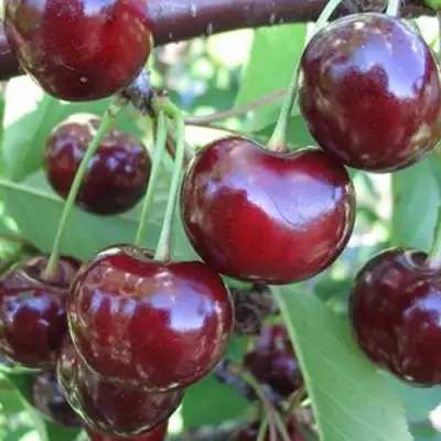 Вишня ЖАДАНА в Речице