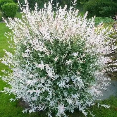 Ива ХАКУРО НИШИКИ в Речице