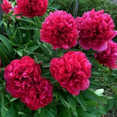 Пион БЕЛГРАВИЯ травянистый в Речице