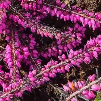 ЭРИКА "АЛЬПИЙСКИЙ ВЕРЕСК" (зимующая) сорт АТРОРУБРА в Речице