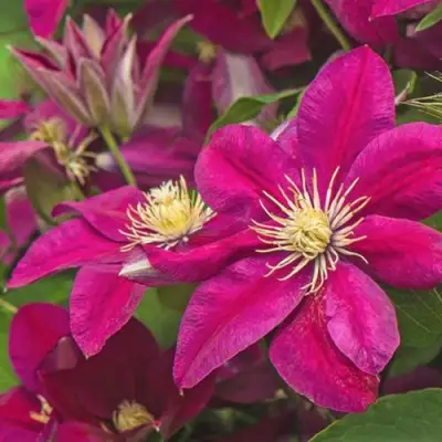 Клематис ЭРНЕСТ МАРКХАМ в Речице