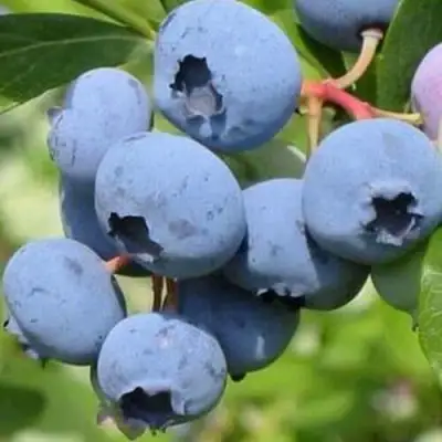 Голубика ДАРРОУ в Речице