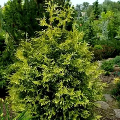 Туя ЗЕБРИНА ЭКСТРА ГОЛД складчатая в Речице