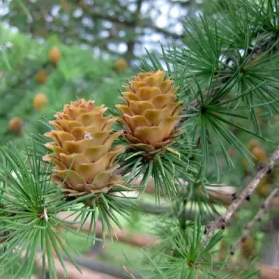 Лиственница КЕМПФЕРА в Речице