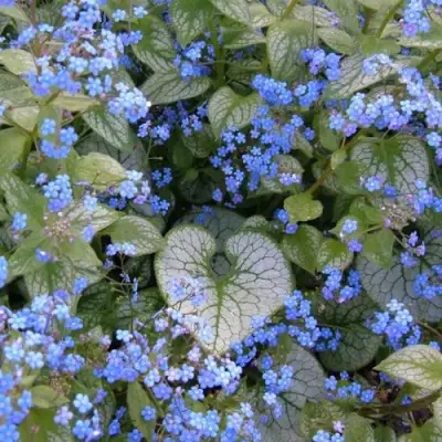 Бруннера ДЖЭК ФРОСТ в Речице