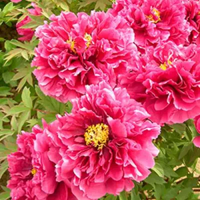 Пион ВОСХОД СОЛНЦА древовидный в Речице