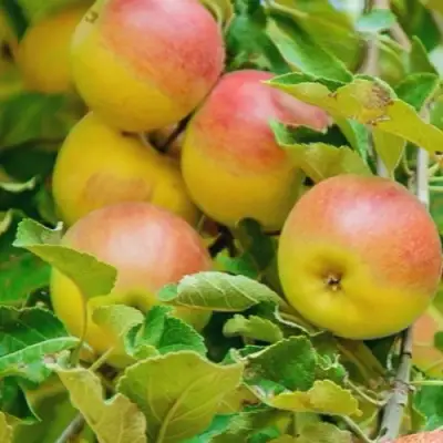 Яблоня ПАМЯТЬ БЛЫНСКОГО колонновидная в Речице