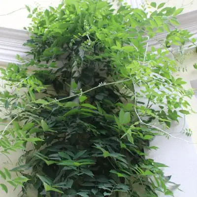 Глициния макростахия БЛЮ МУН в Речице