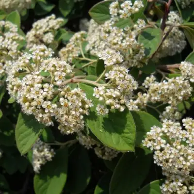 Кизильник пузырчатый в Речице