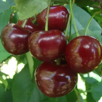 Дюк КОРМИЛИЦА в Речице