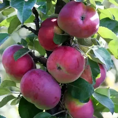 Яблоня ЕСЕНИЯ колонновидная в Речице