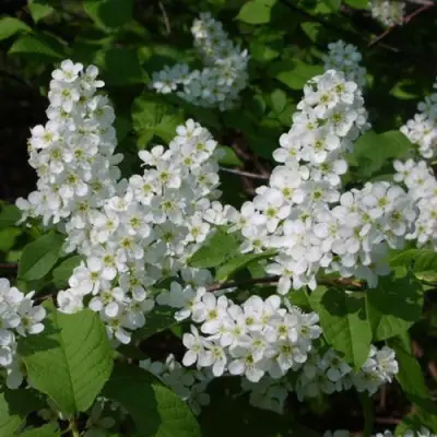 Черемуха ПАМЯТИ САЛАМАТОВА в Речице