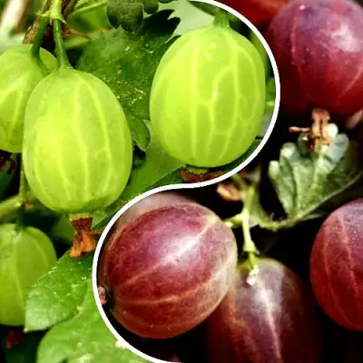 Комплект СКАЗКА в Речице