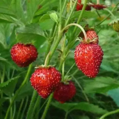 саженцы земляники Альпийская