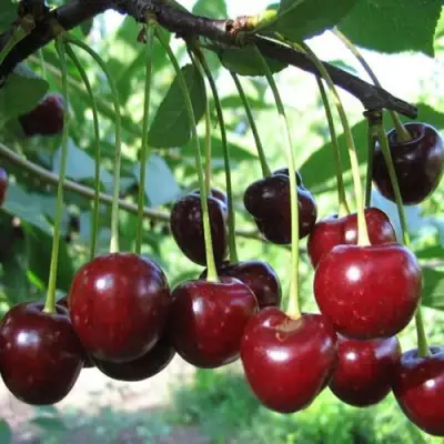 Вишня БЫСТРИНКА в Речице