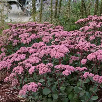 Очиток (седум) МАТРОНА в Речице