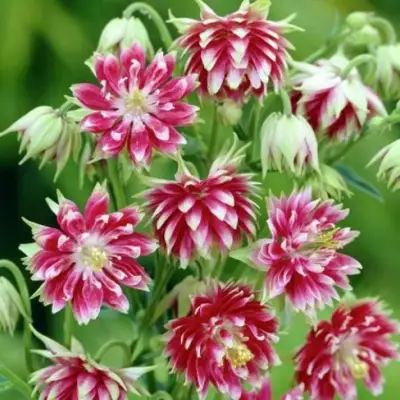 Аквилегия БАРЛОУ НОРА гибрид МакКаны в Речице