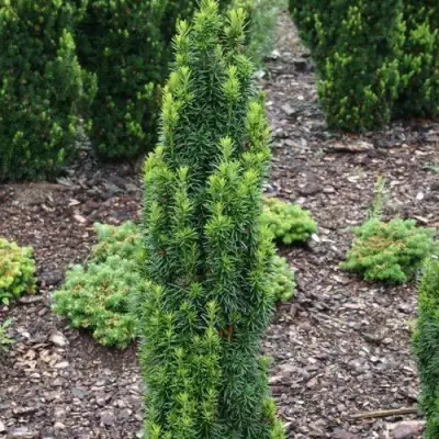 Тис ВОЙТЕК средний  в Речице