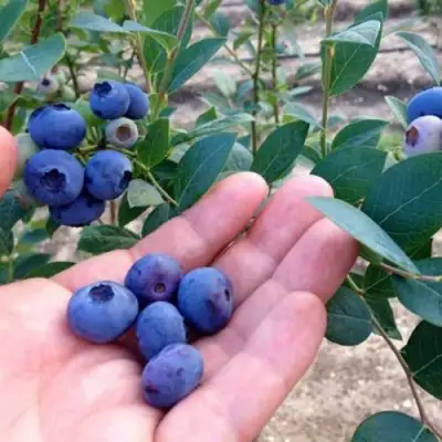 Голубика НОРТ КАНТРИ в Речице