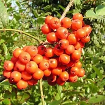 Рябина КОНЦЕНТРА сладкоплодная в Речице