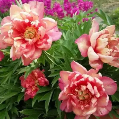 Пион ДЖУЛИЯ РОУЗ ито-гибрид в Речице