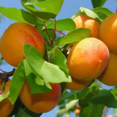 Абрикос КИЕВСКИЙ РАННИЙ в Речице