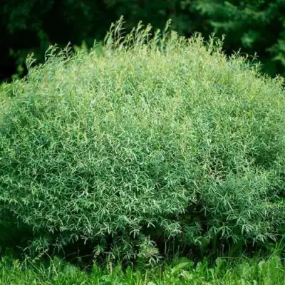 Ива НАНА пурпурная в Речице