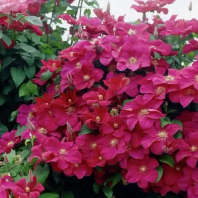 Клематис РУЖ КАРДИНАЛ в Речице