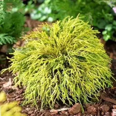 Кипарисовик ВАВЕЛ горохоплодный в Речице