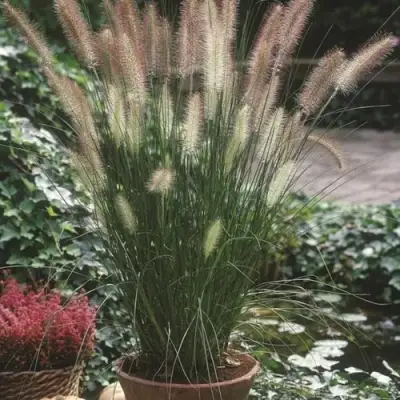 Пеннисетум ХАМЕЛН в Речице