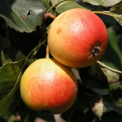 Груша АЛЁНУШКА в Речице