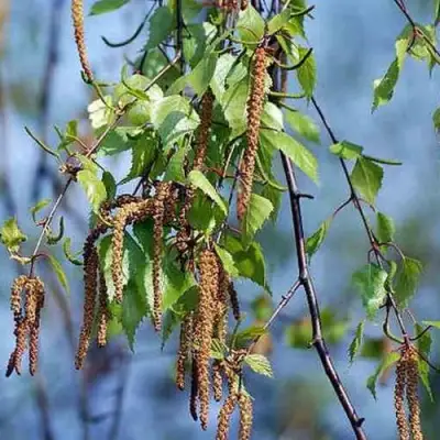Береза ПОВИСЛАЯ в Речице
