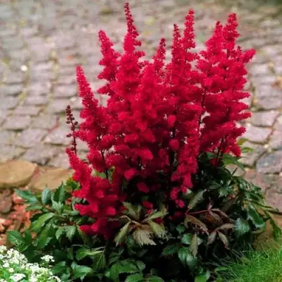 Астильба ГЛАТ Арендса в Речице