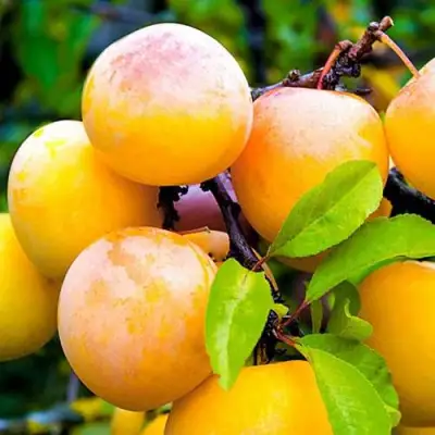 Слива МИНСКАЯ в Речице