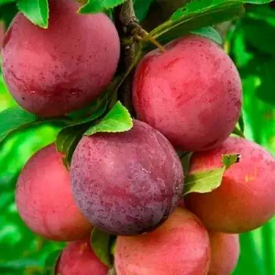 Слива КЛЕОПАТРА в Речице