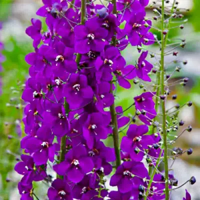 Коровяк ВИОЛЕТТА (вербаскум) в Речице