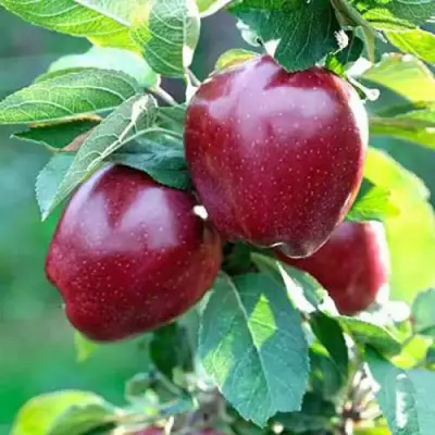 Яблоня РЕД ДЕЛИШЕС в Речице