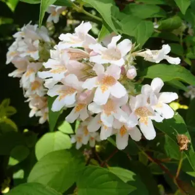 Кольквиция прелестная в Речице