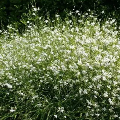 Венечник ветвистый в Речице