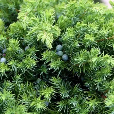 Можжевельник ШЛЯГЕР прибрежный в Речице