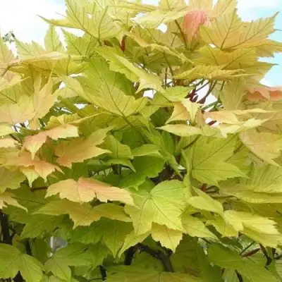 Клен ложноплатановый в Речице