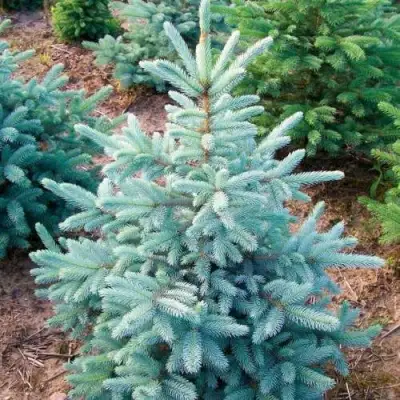 Ель КЕЙБАБ колючая в Речице