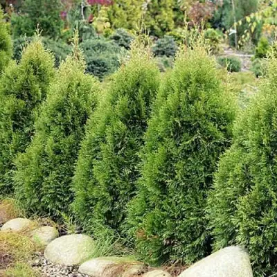 Туя СМАРАГД ВИТБОНТ западная в Речице
