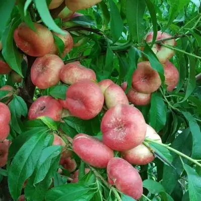 Нектарин КОНЦЕТТИНА в Речице