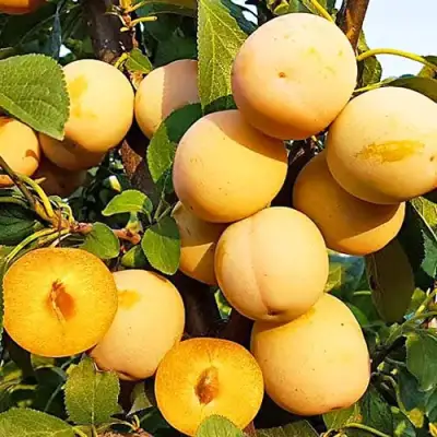 Слива РЕНКЛОД ранний в Речице